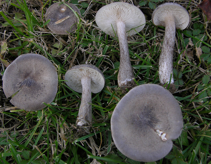 Melanoleuca da determinare.